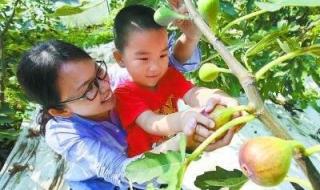 亚当夏娃为什么害了整个人类 亚当夏娃偷吃禁果