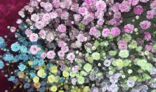 满天星哪种颜色的最好看 十部颜色满天星电影