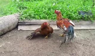 两只公鸡为什么会打架,答两只公鸡为了一只母鸡 男子高速与公鸡打架